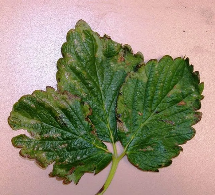 Frost dammage to leaves appears as dead areas near leaf margins/Estas hojas muestran el daño causado por la helada en las áreas secas cerca de los bor