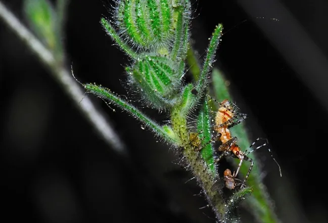 Assassin bug. Pselliopus spinicollis, feeding on dead Drosophila. (Photo by Sam Beck)