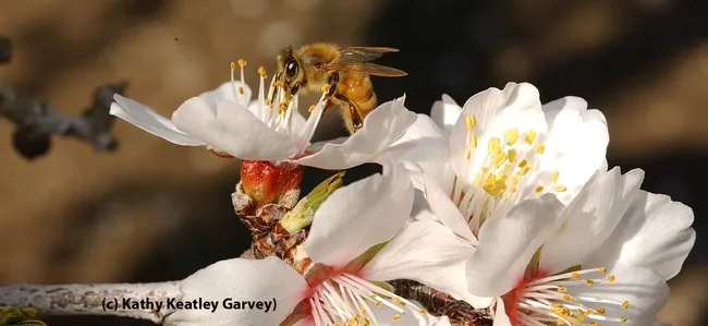 Honey bee visiting an almond blossom in Arbuckle. (Photo by Kathy Keatley Garvey)