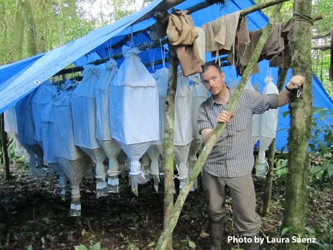 Michael Branstetter with a Winkler hanging structure, which was constructed in the forest by his guide using only a machete. (Photo by Laura Sáenz)