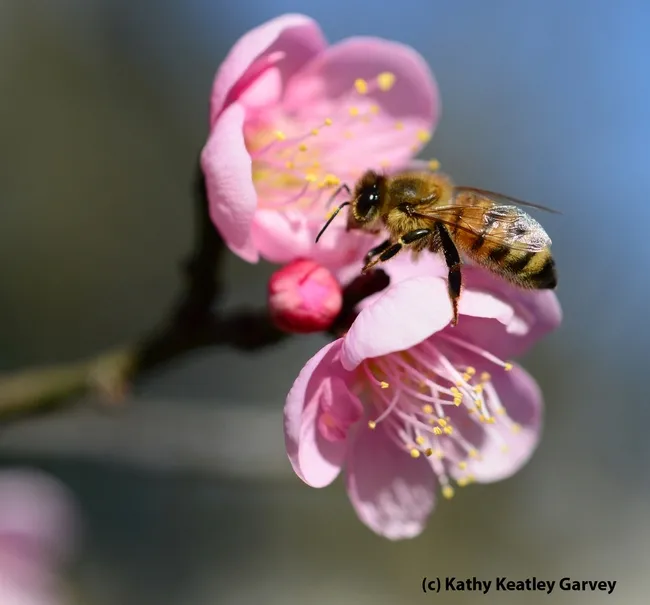 Honey bee lands on a Japanese apricot at Wickson Hall, UC Davis. (Photo by Kathy Keatley Garvey)