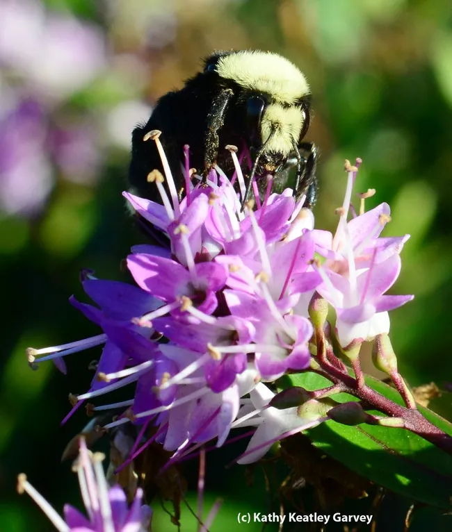 Queen bumble bee nectaring a hebe at the Berkeley marina. (Photo by Kathy Keatley Garvey)