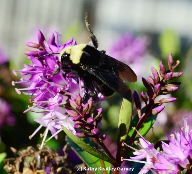 Distinguishing yellow stripe on the lower abdomen is barely visible. (Photo by Kathy Keatley Garvey)