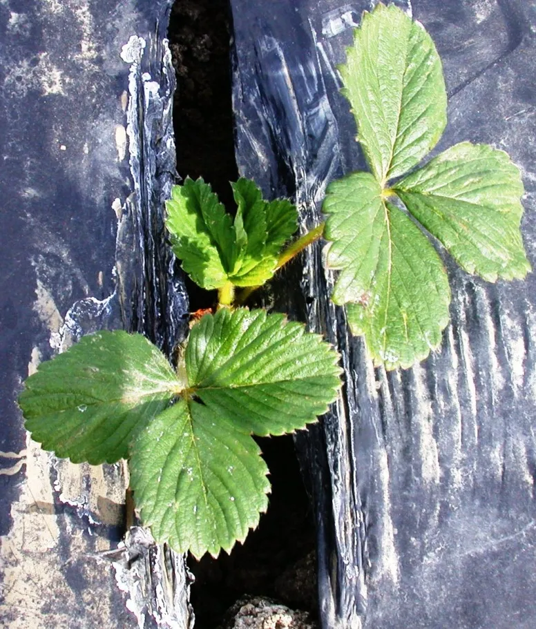 c) Sodium sulfate at EC=5dS/m/Sulfato de sodio a un EC=5dS/m