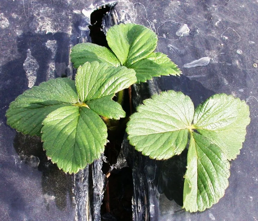 d) Potassium sulfate at EC=5dS/m/Sulfato de potasio a un EC=5dS/m