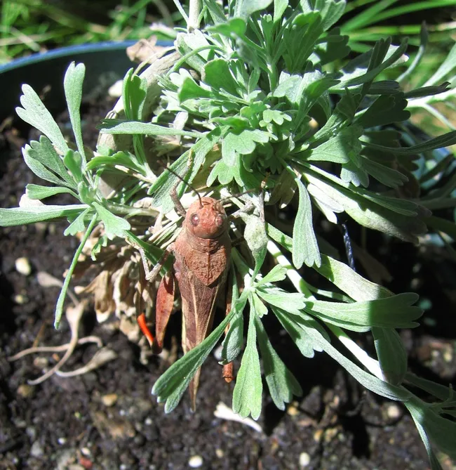 Grasshopper feeding on sagebrush. (Photo courtesy of Rick Karban)