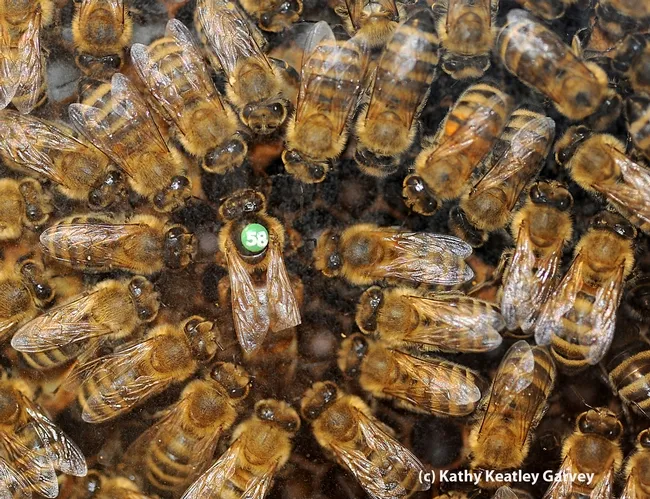 The queen and her retinue. (Photo by Kathy Keatley Garvey)