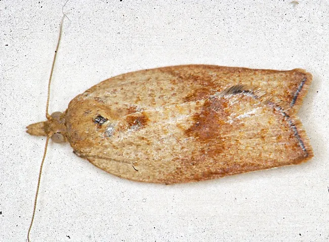 Female light brown apple moth, Epiphyas postvittana. (Photo courtesy of David Williams, principal scientist, Perennial Horticulture, Department of Primary Industries, Victoria, Australia.)
