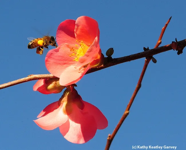 Pollen-packing honey bee cleaning her tongue as she heads for flowering quince. (Photo by Kathy Keatley Garvey)