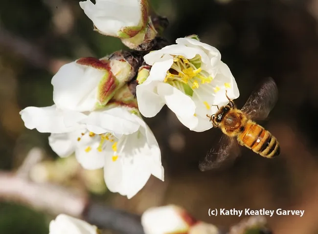 A blur of bee wings. (Photo by Kathy Keatley Garvey)
