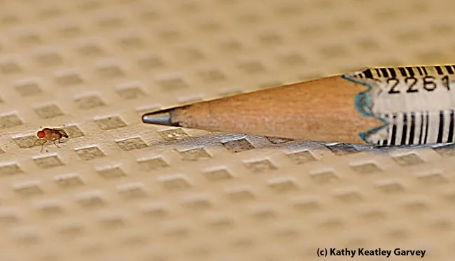 This tiny spotted wing drosophila is what Daren Harris is studying. (Photo by Kathy Keatley Garvey)