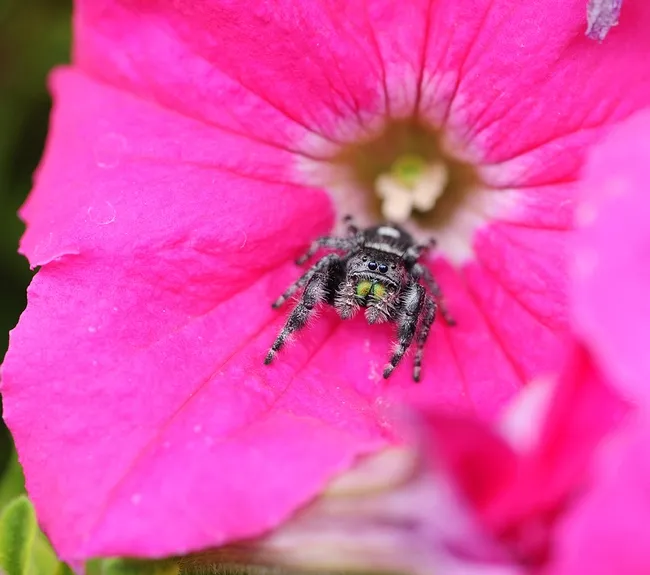 Jumping spider on a petunia. (Photo by Kathy Keatley Garvey)