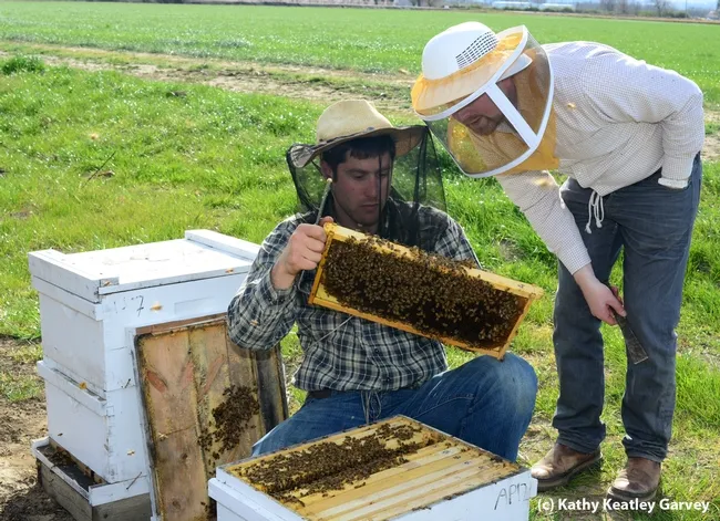 Billy Synk (left) shows Randall Cass a frame. (Photo by Kathy Keatley Garvey)