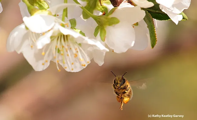 Honey bee adjusts her load. (Photo by Kathy Keatley Garvey)