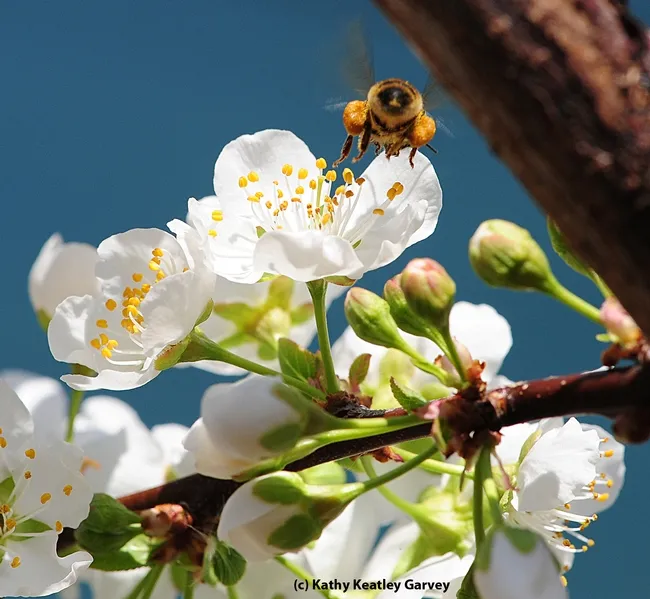 Honey bee loaded with pollen heading home. (Photo by Kathy Keatley Garvey)