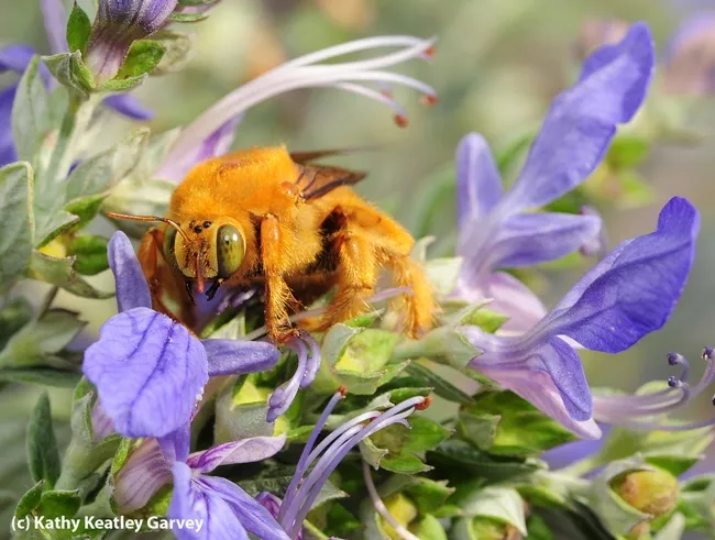 "Teddy bear bee" eyes the photographer. (Photo by Kathy Keatley Garvey)