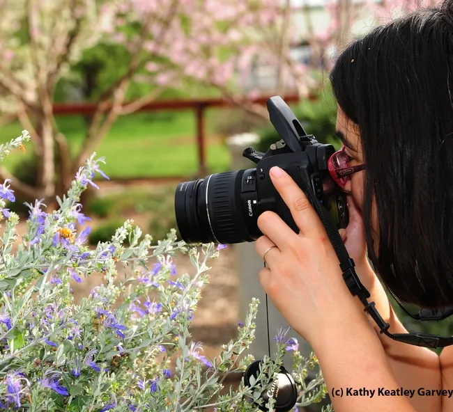 UC Davis graduate student Margaret "Rei" Scampavia photographs the "teddy bear bee." (Photo by Kathy Keatley Garvey)
