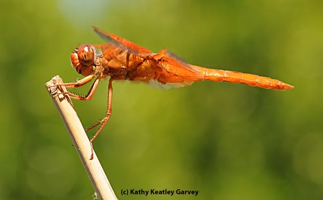 Red flame skimmer (Libellula saturata). (Photo by Kathy Keatley Garvey)