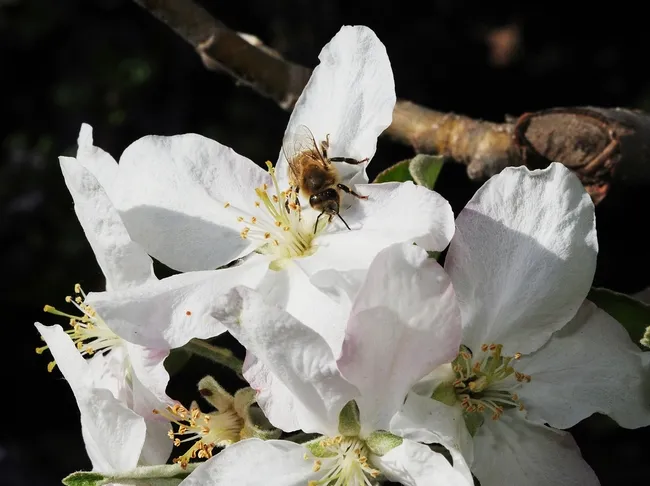 Honey bee about to take flight for another apple blossom. (Photo by Kathy Keatley Garvey)