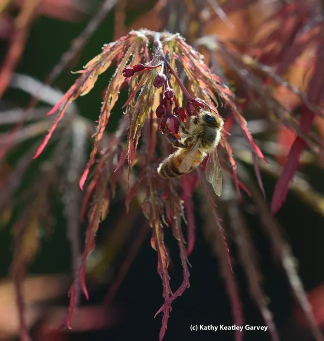 Honey bee foraging on a Japanese maple. (Photo by Kathy Keatley Garvey)