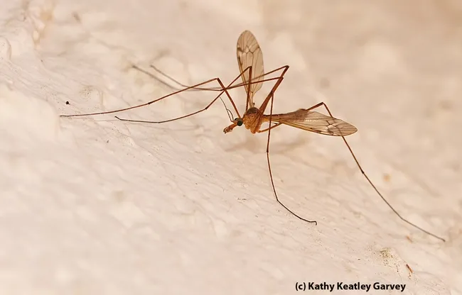 Crane fly resting on a stucco wall. (Photo by Kathy Keatley Garvey)