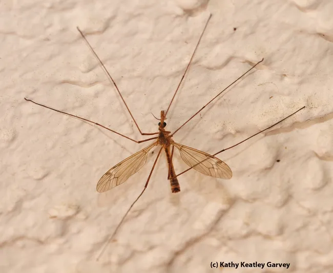 From above, the crane fly looks like all legs. (Photo by Kathy Keatley Garvey)