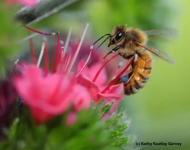Honey bee foraging on tower of jewels. (Photo by Kathy Keatley Garvey)