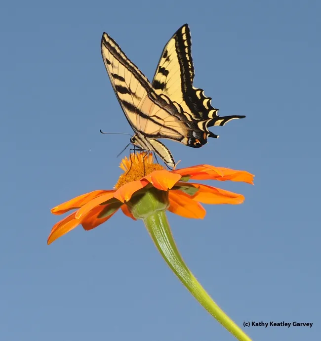 Western tiger swallowtail, Papilio rutulus, on a Mexican sunflower, Tithonia. (Photo by Kathy Keatley Garvey