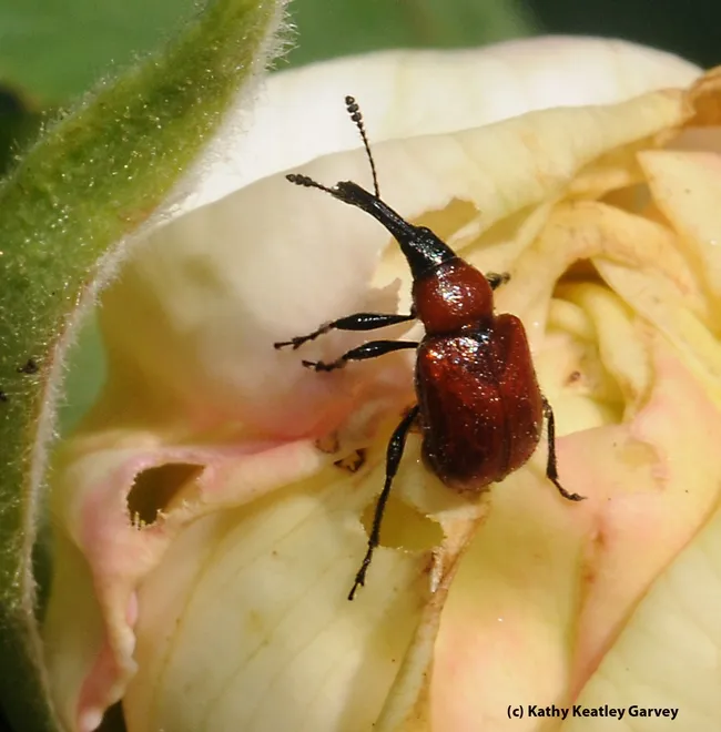 This is what you don't want to see on your rose: rose curculio or rose weevil. You can ask questions about pests at the rose event. (Photo by Kathy Keatley Garvey