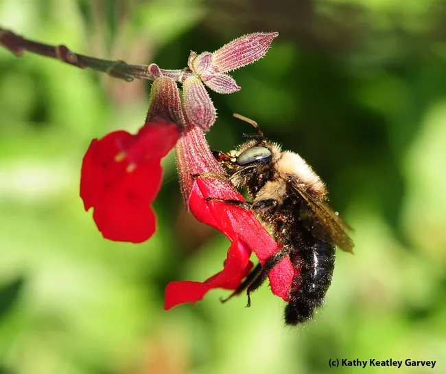 Carpenter bee, Xylocopa tabaniformis orpifex, robbing nectar from salvia. (Photo by Kathy Keatley Garvey)