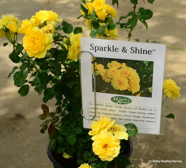 A sign tells it all. (Photo by Kathy Keatley Garvey)