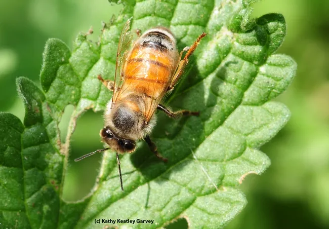 Honey bee tumbles off a flowering catmint and lands on a leaf. (Photo by Kathy Keatley Garvey)