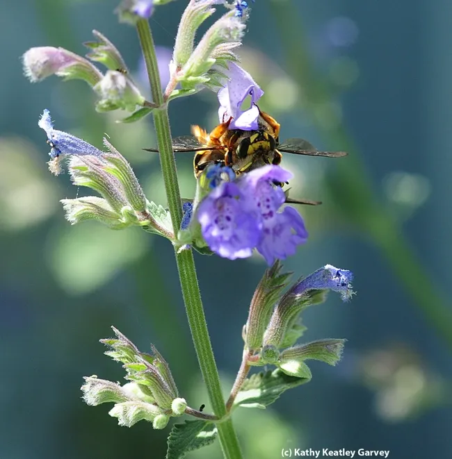 Mating European wool carder bees. (Photo by Kathy Keatley Garvey)
