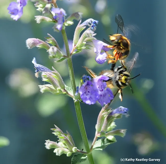 After mating, these European wool carder bees broke away at lightning speed. (Photo by Kathy Keatley Garvey)