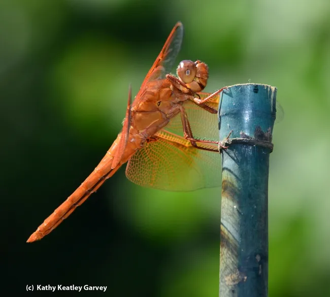 A flame skimmer perches on a bamboo stake. (Photo by Kathy Keatley Garvey)