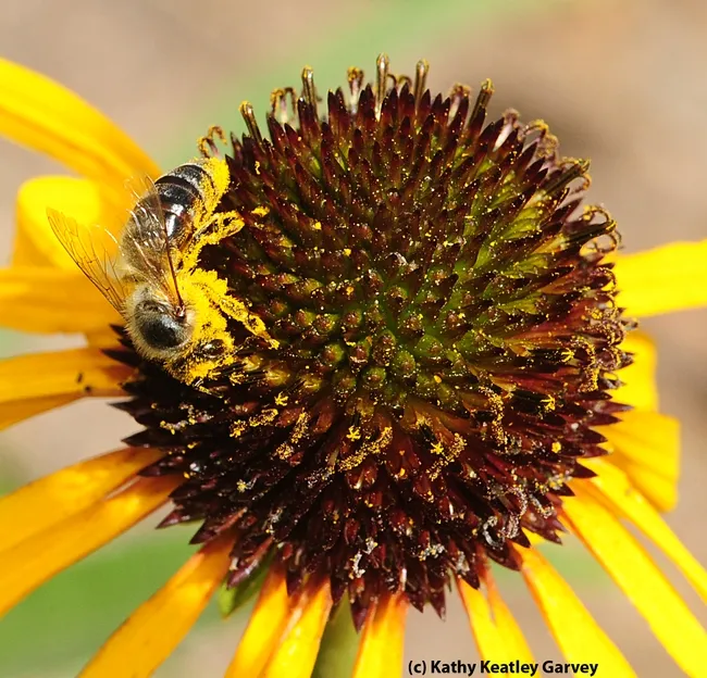 Close-up of honey bee covered with pollen. (Photo by Kathy Keatley Garvey)