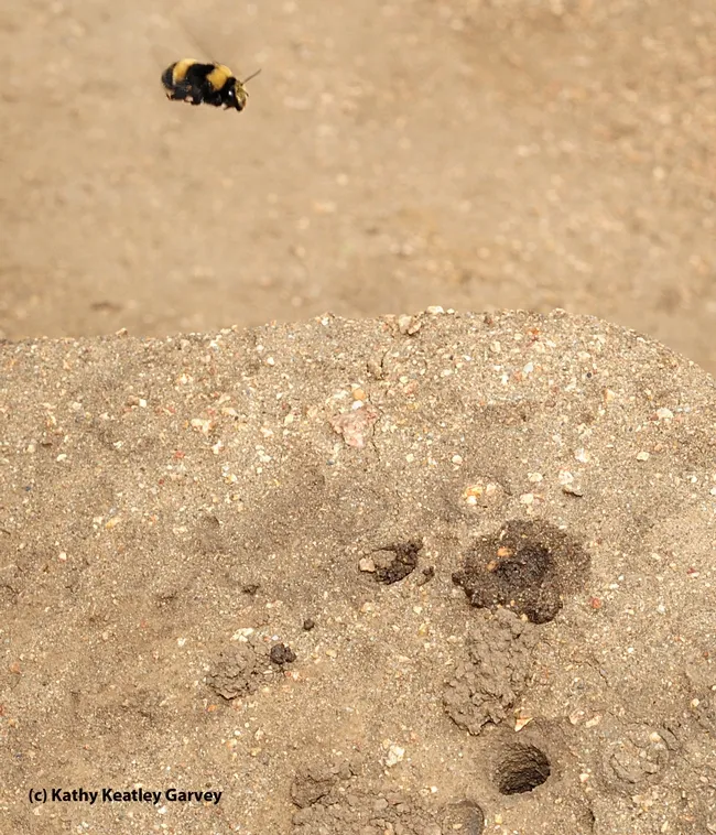 A digger bee scouts the landscape. (Photo by Kathy Keatley Garvey)