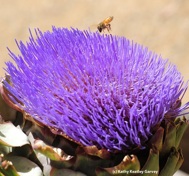 Touchdown! (Photo by Kathy Keatley Garvey)