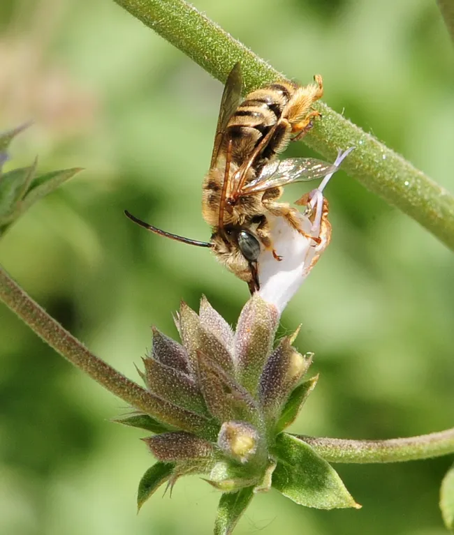 Close-up of long-horned bee, a male Melissodes. (Photo by Kathy Keatley Garvey)