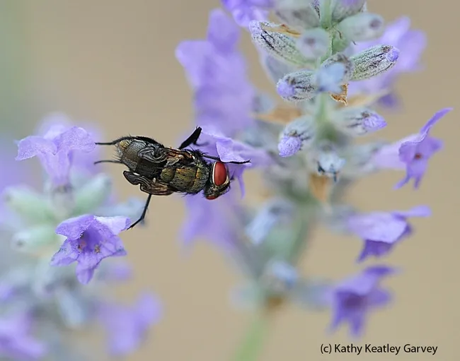 Newly emerged green bottle fly nectaring on lavender. (Photo by Kathy Keatley Garvey)