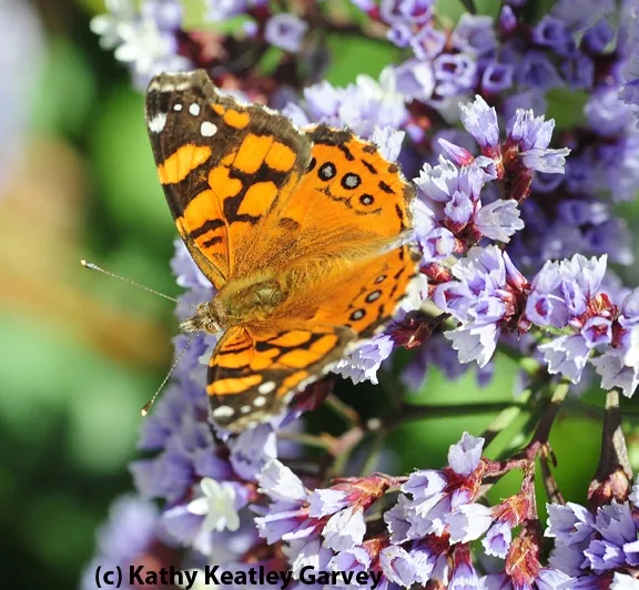 A West Coast Lady at the Berkeley Marina. (Photo by Kathy Keatley Garvey)