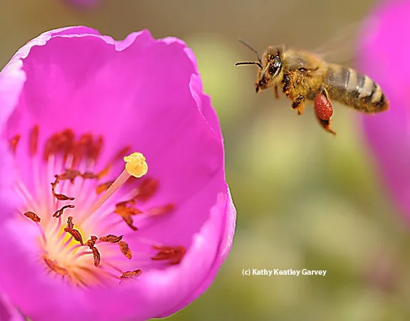 Honey bee packing red pollen from a rock purslane. (Photo by Kathy Keatley Garvey)