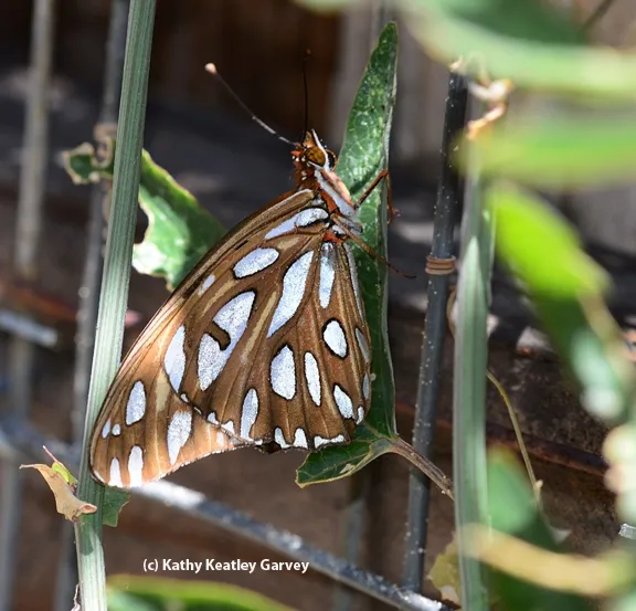 Side view (underside) of Gulf Fritillary about to lay an egg on a passion flower vine. (Photo by Kathy Keatley Garvey)
