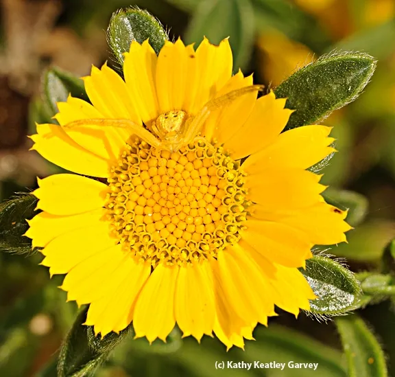 Crab spider on a gold coin. (Photo by Kathy Keatley Garvey)