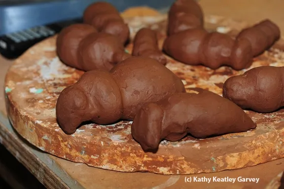 The Miss Bee Haven Project starts with a lump of clay. (Photo by Kathy Keatley Garvey)