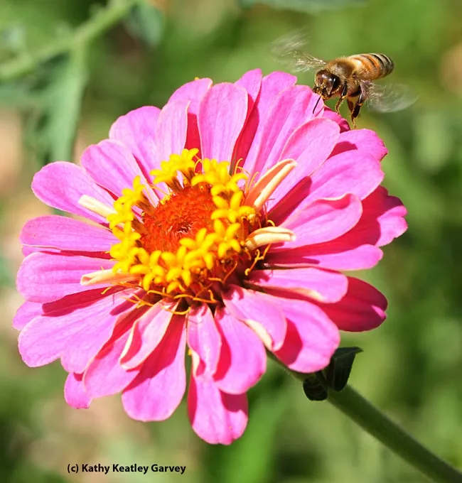 Coming in from the other side. (Photo by Kathy Keatley Garvey)