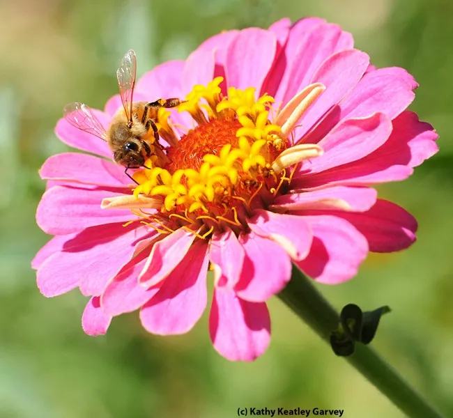 Ah, the perfect spot. (Photo by Kathy Keatley Garvey)