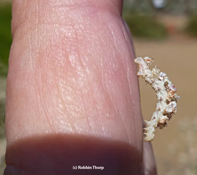 Larva of an emerald moth, Synchlora, on Robbin Thorp's finger. (Photo by Robbin Thorp)