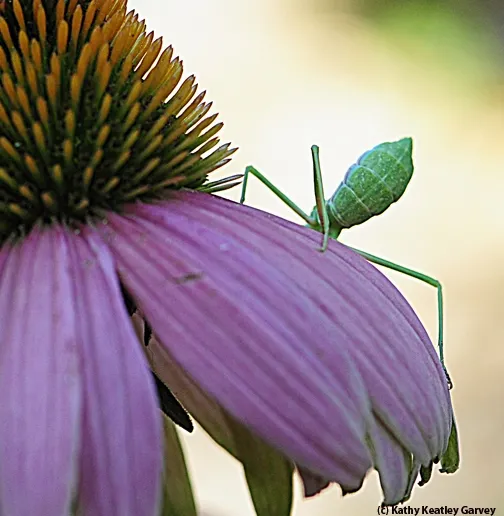 What's on the other side? (Photo by Kathy Keatley Garvey)