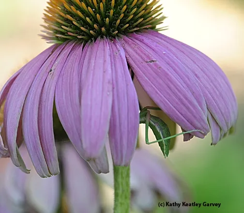 Keeping cool beneath the coneflower. (Photo by Kathy Keatley Garvey)
